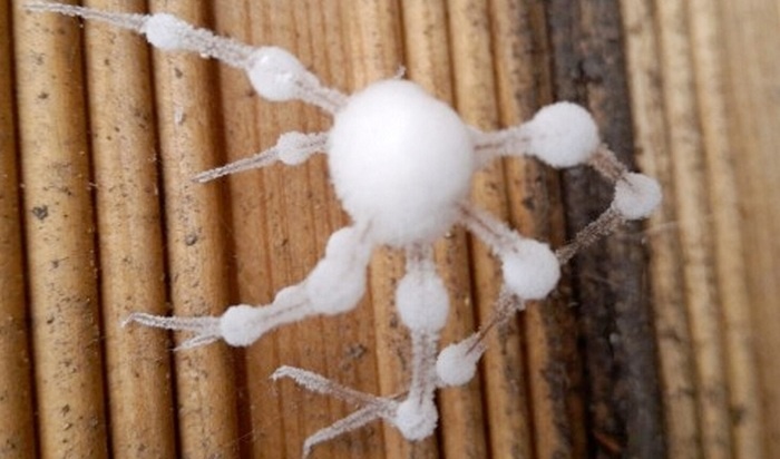    «Пауки-зомби» с грибковой инфекцией появились в Лондоне