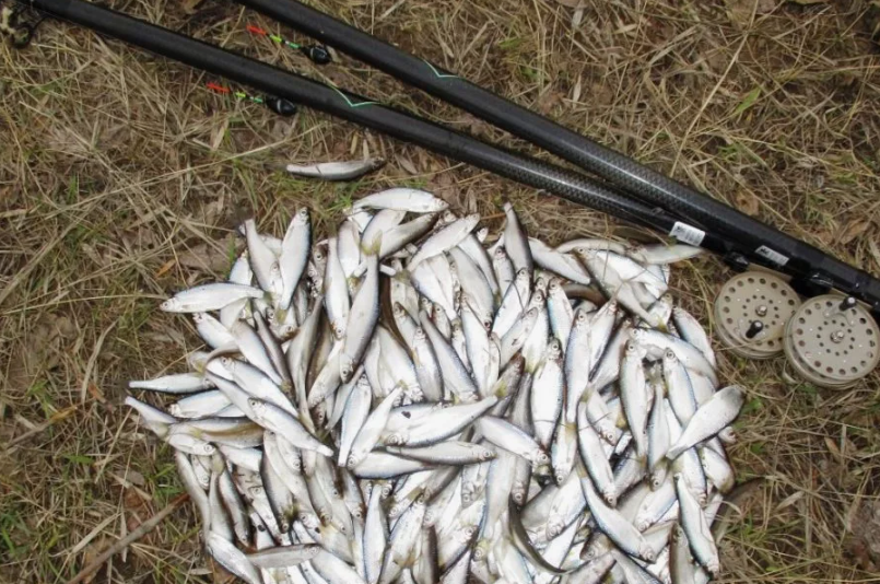 Уклейка пойманная раней весной на поплавочную удочку. Источник фото poklevka.com