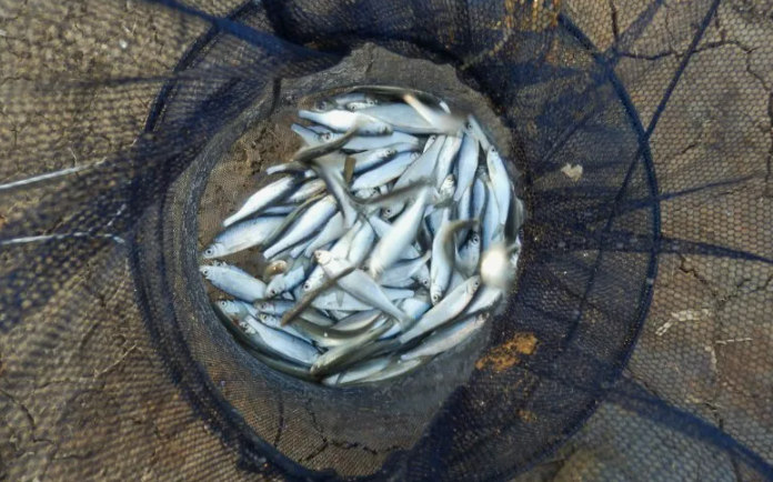 Уклейка пойманная на поплавок. Источник фото ribakblog.ru