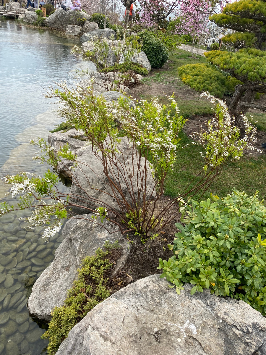 Фото 29.03.25 Японский сад Шесть чувств