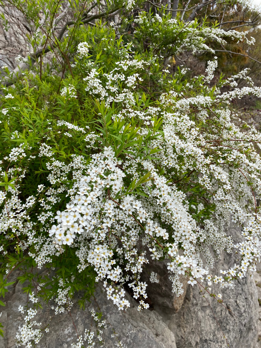 Фото 29.03.25 Японский сад Шесть чувств 