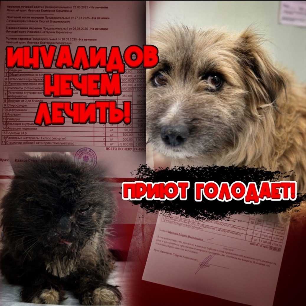 Последние сборы были ПРОВАЛЬНЫЕ, запасов кормов НЕТ! 