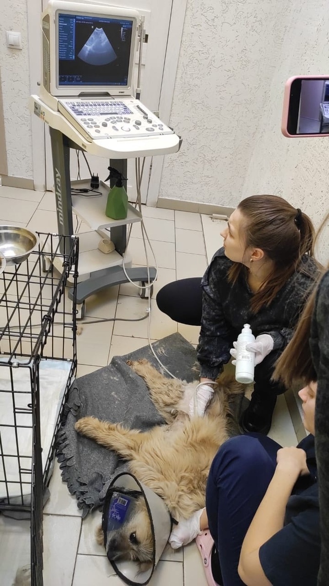 Счета на двух животных, только поступивших в приют. Для Хана это только позвоночник, впереди еще пеrеломы 3 лап!