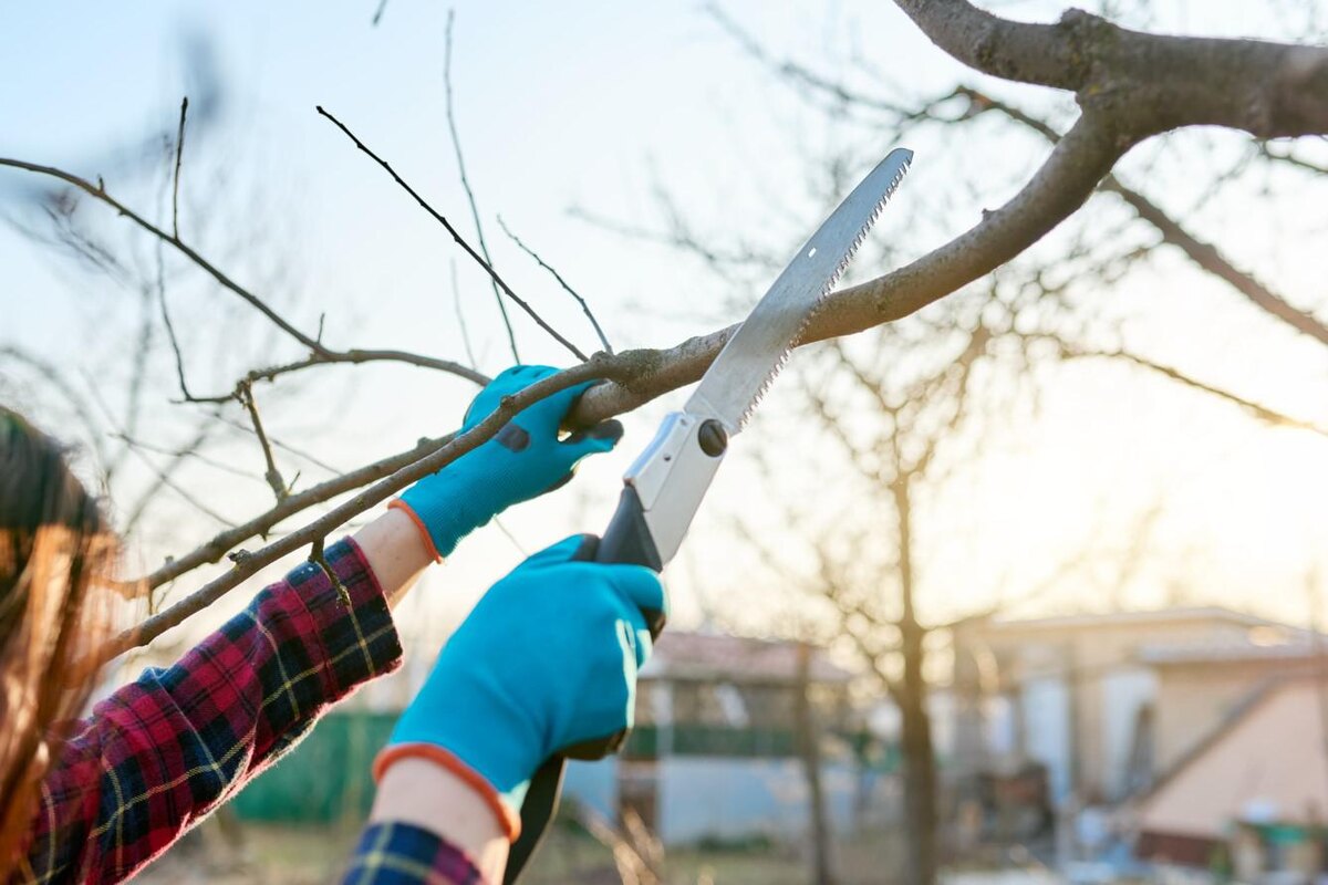 VH-studio / Shutterstock / FOTODOM📷Все садовые инструменты держат в чистоте, перед работой проверяют их исправность и заточку