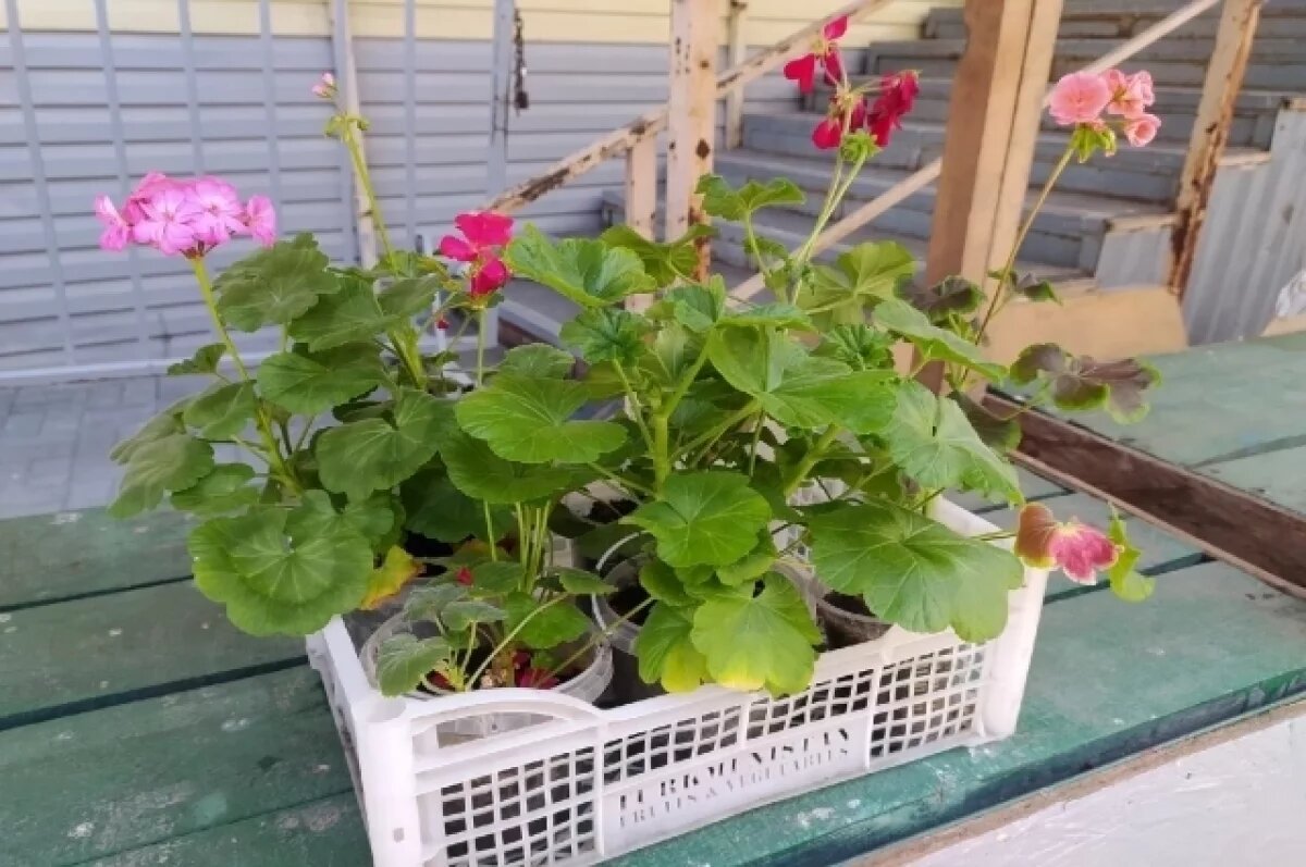    Новосибирский агроном объяснила, что делать с перезимовавшими цветами