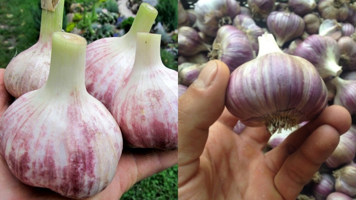 Сравнение чеснока сорта 'Любаша' - справа обычный метод, слева - по методу агронома