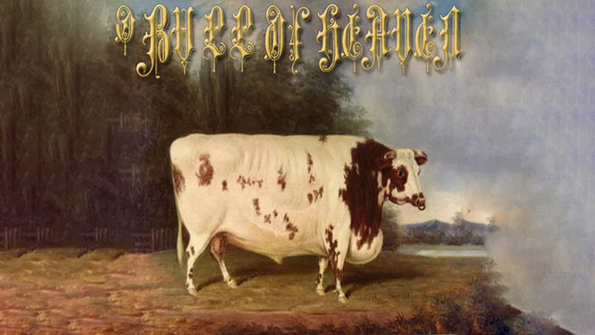 Обложка арт-проекта Небесный Бычара «Как стена, в которой живет насекомое и грызет ее»