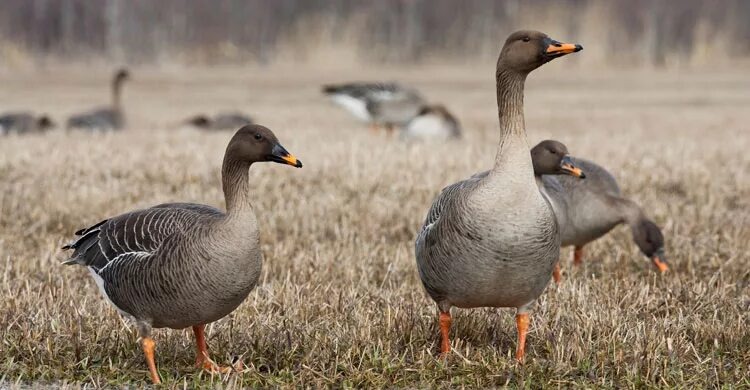 Гусь гуменник 
