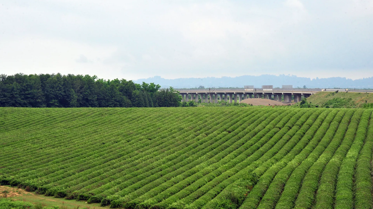 © photo: Sputnik / Besik Pipia