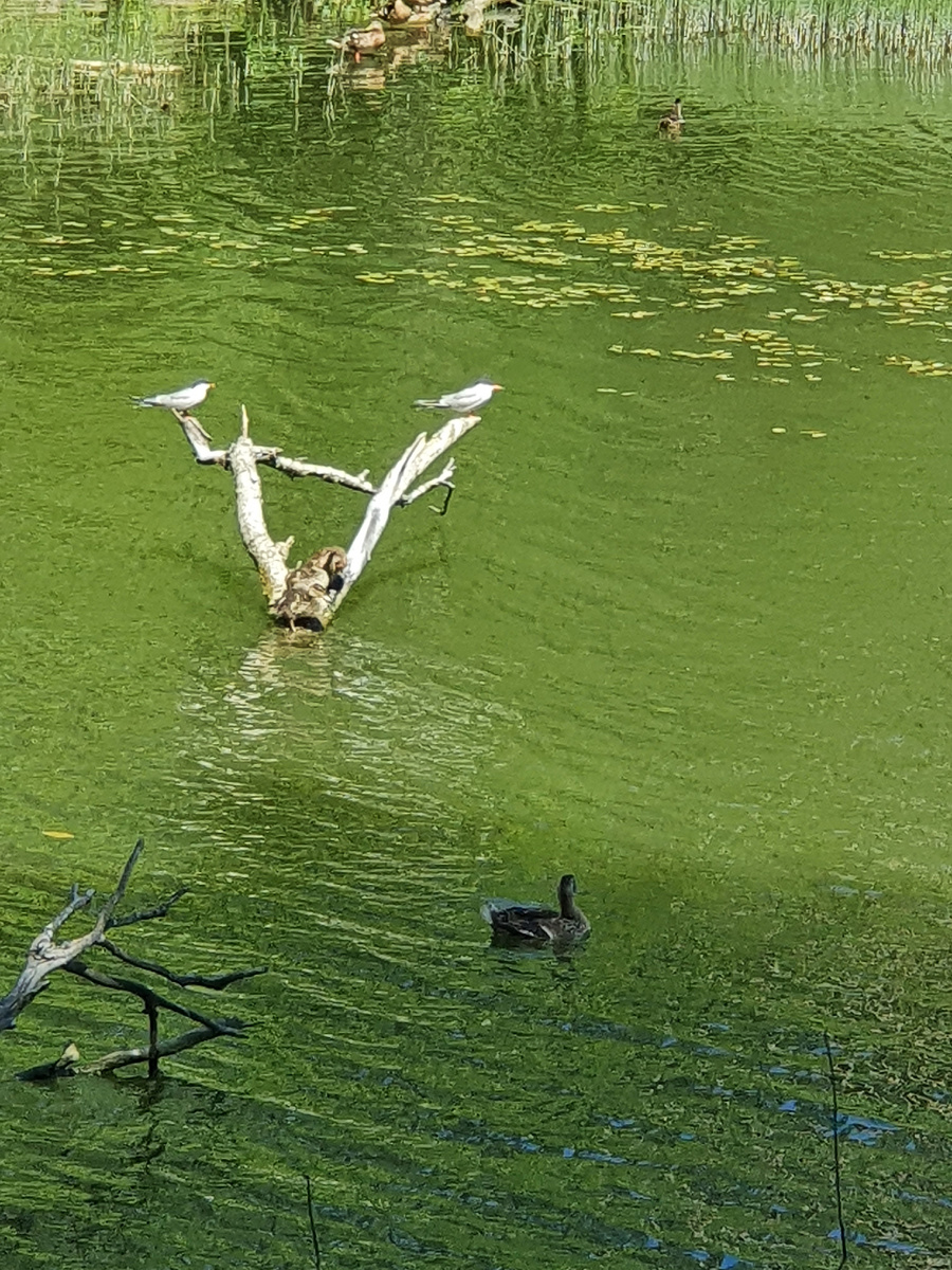 Уточки в парке. Мое фото