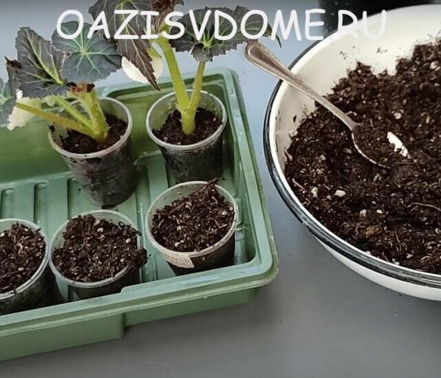 На фото посадка черенков бегонии для укоренения