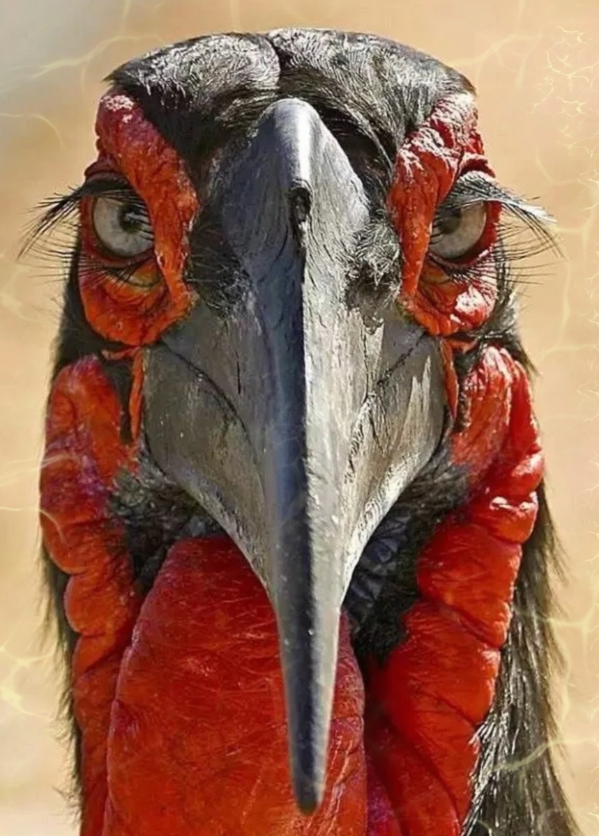 Охотится только в компании союзников и с ресницами которым позавидует любая модница: Абессинский рогатый ворон. (Кофейные мысли)