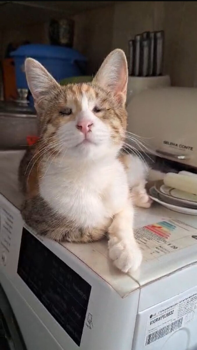 наша слепышечка Габи