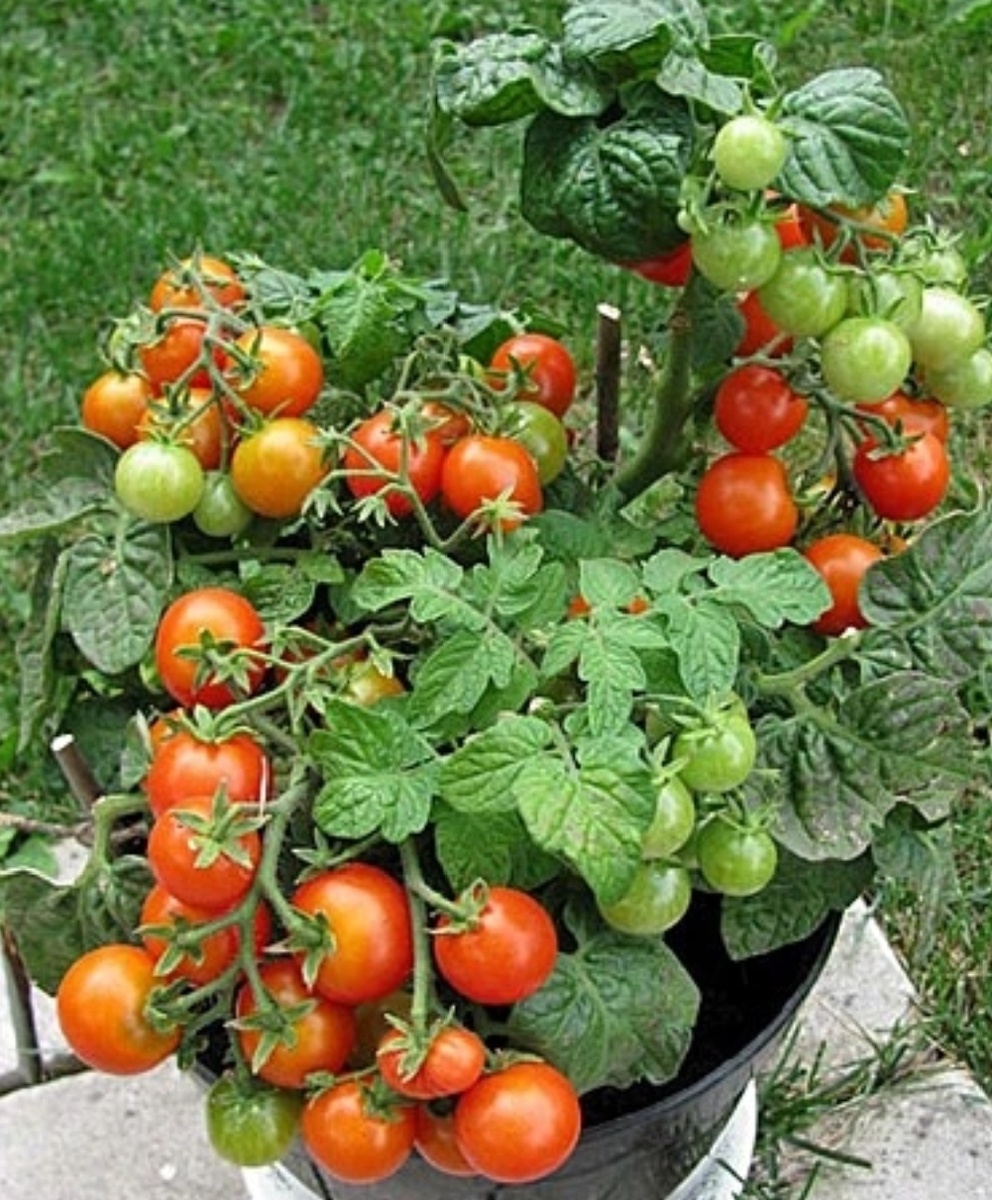 Пример из интернета