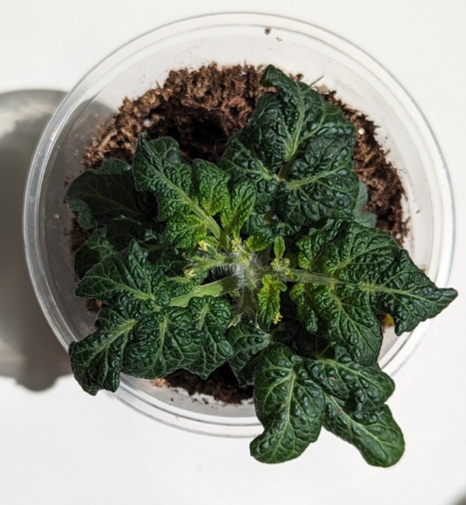 "Злобный карлик" самый миниатюрный сорт из "гномов"