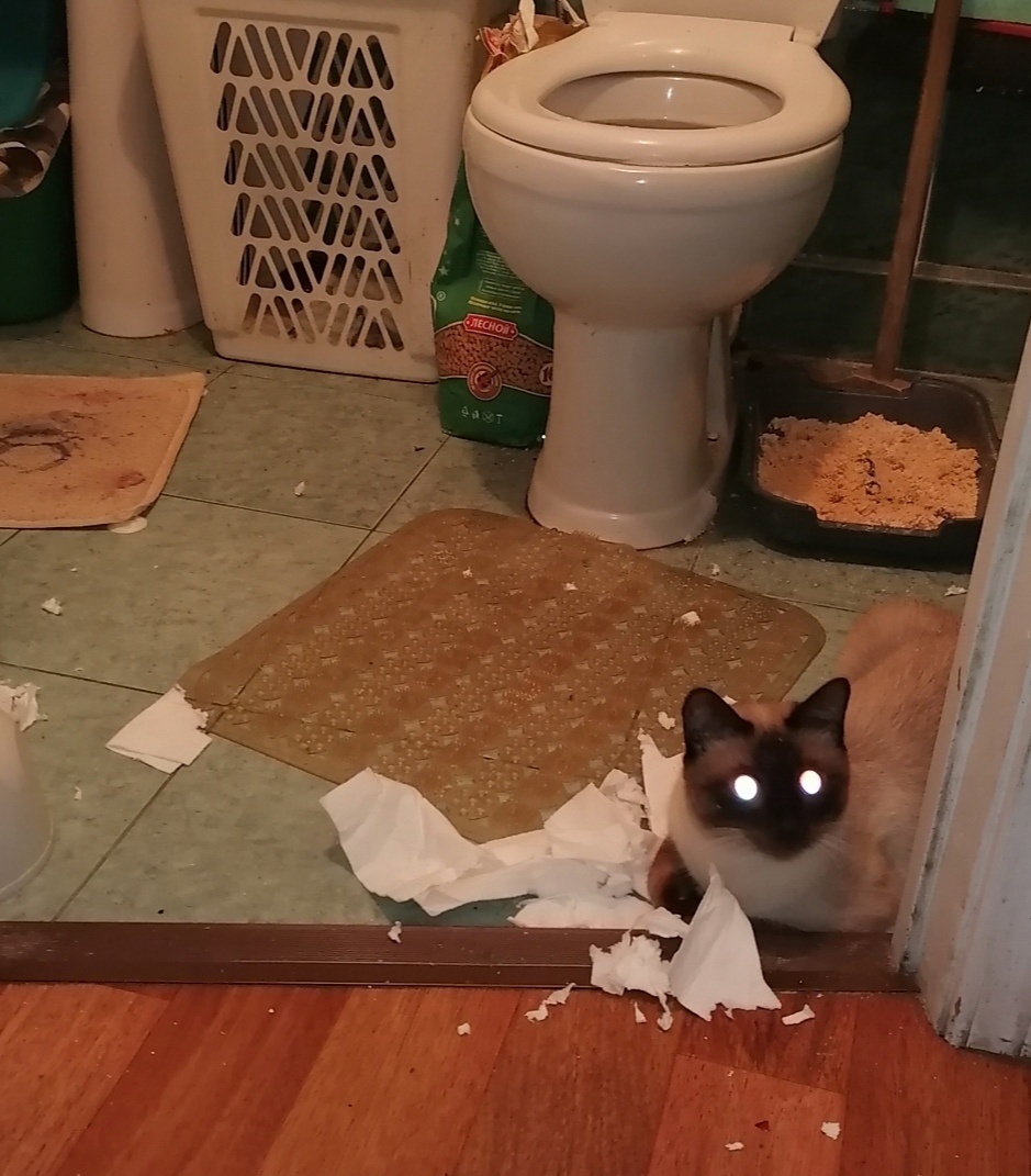 Фото бумаг сделано лично автором с личного телефона. На фото личный кот. 