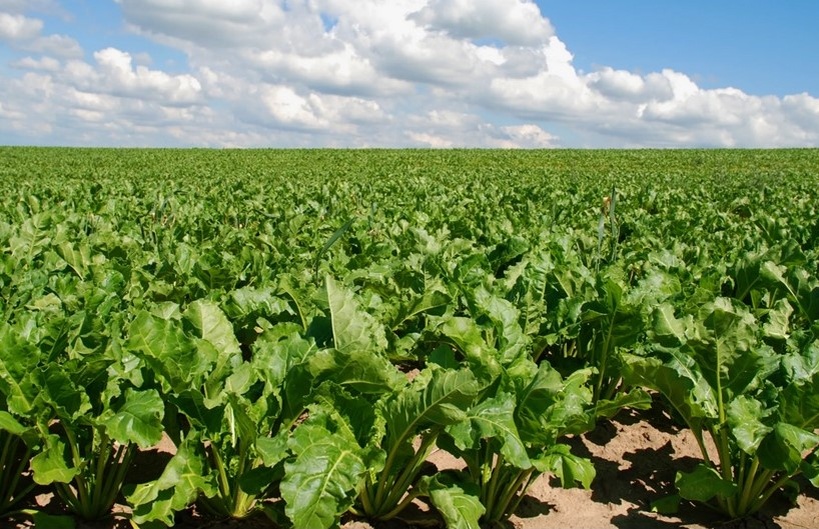 Поле сахарной свеклы