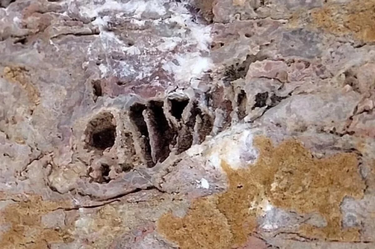    Останки вымершего наутилуса нашли в мраморном карьере под Новосибирском