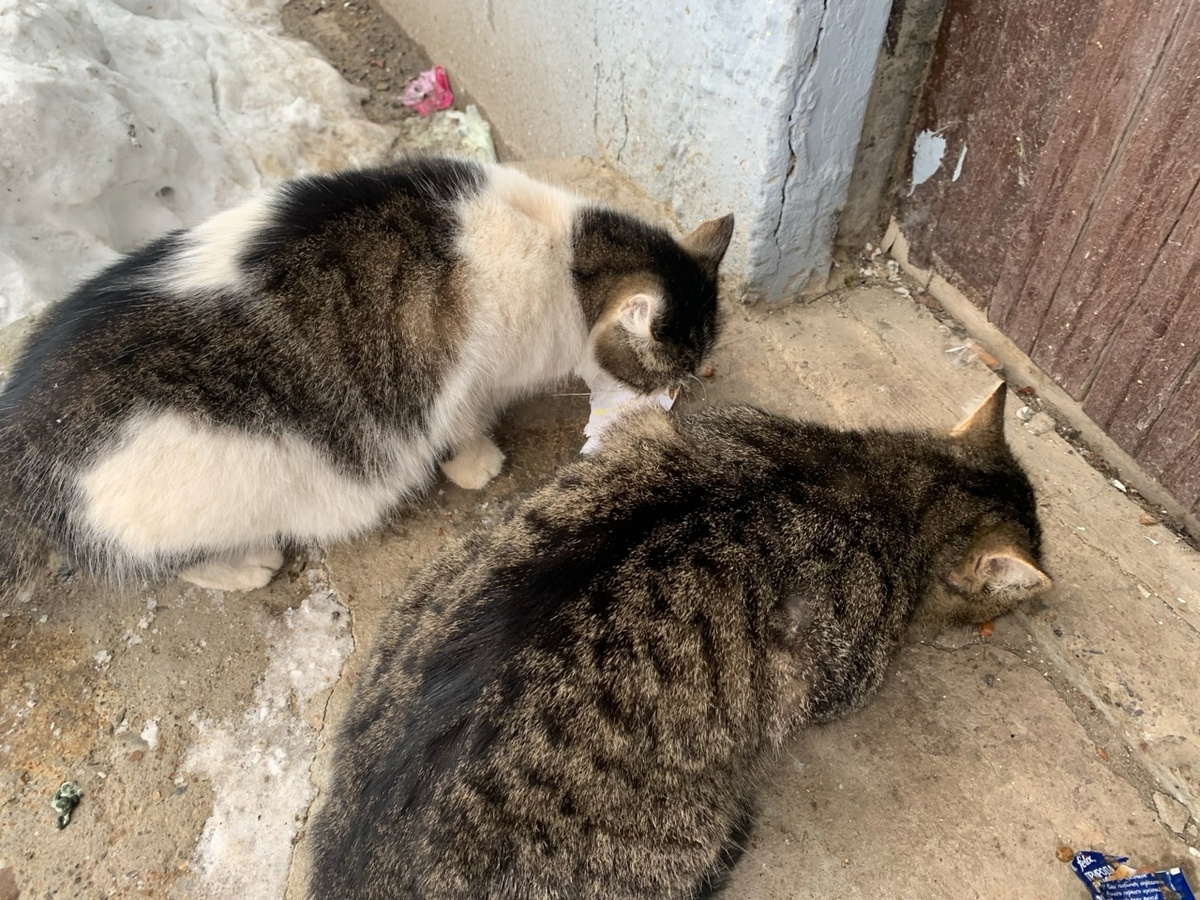 Первое знакомство с кошкой и её другом