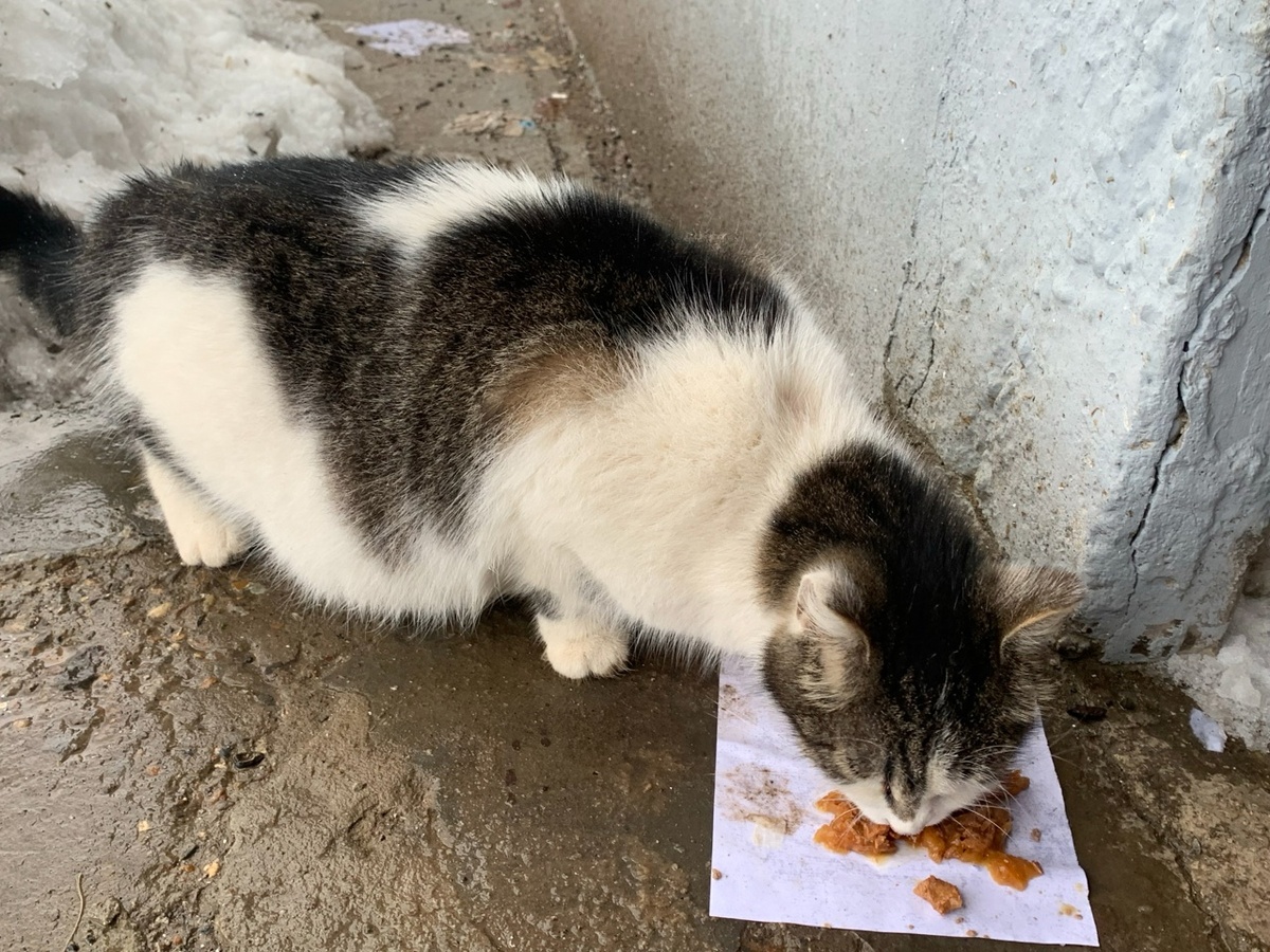 Новая встреча. Заметно, что скоро у Мышки появятся котята