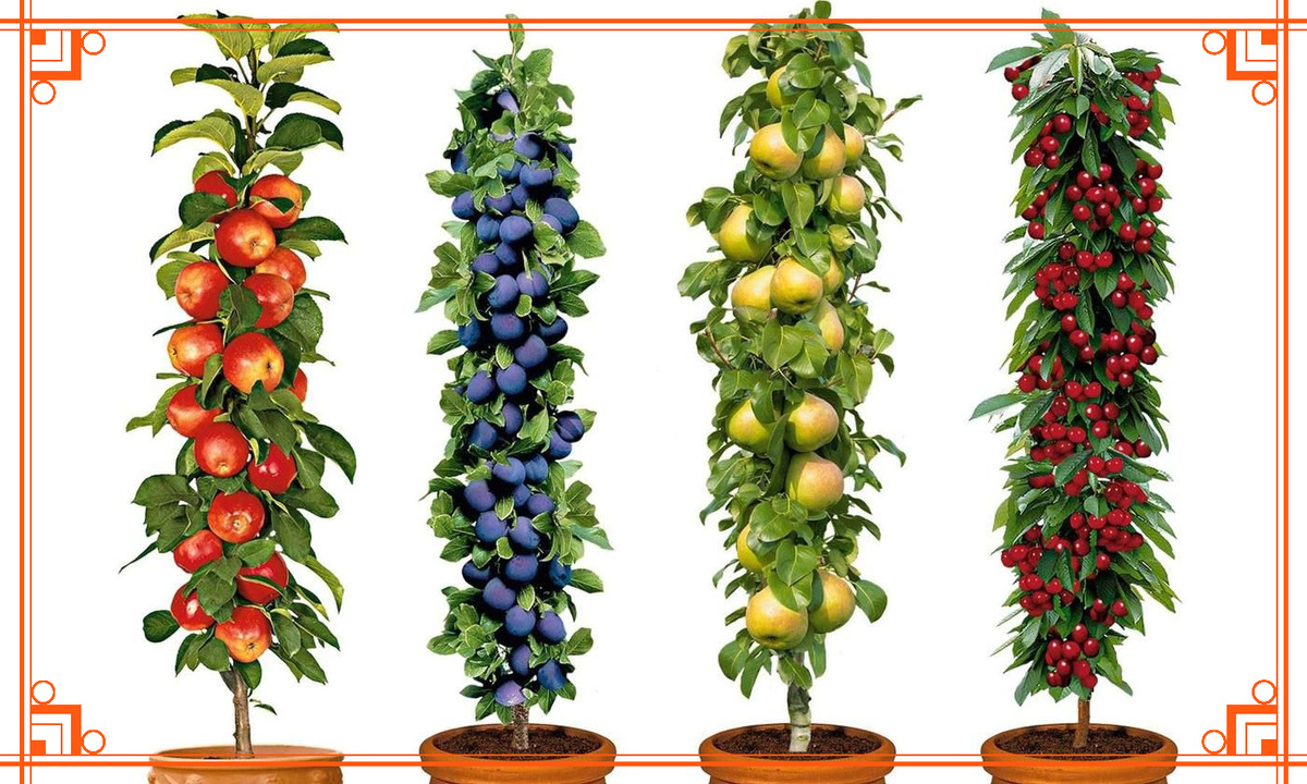 Фото из Интернета. Как выращивать колонновидную яблоню в горшке