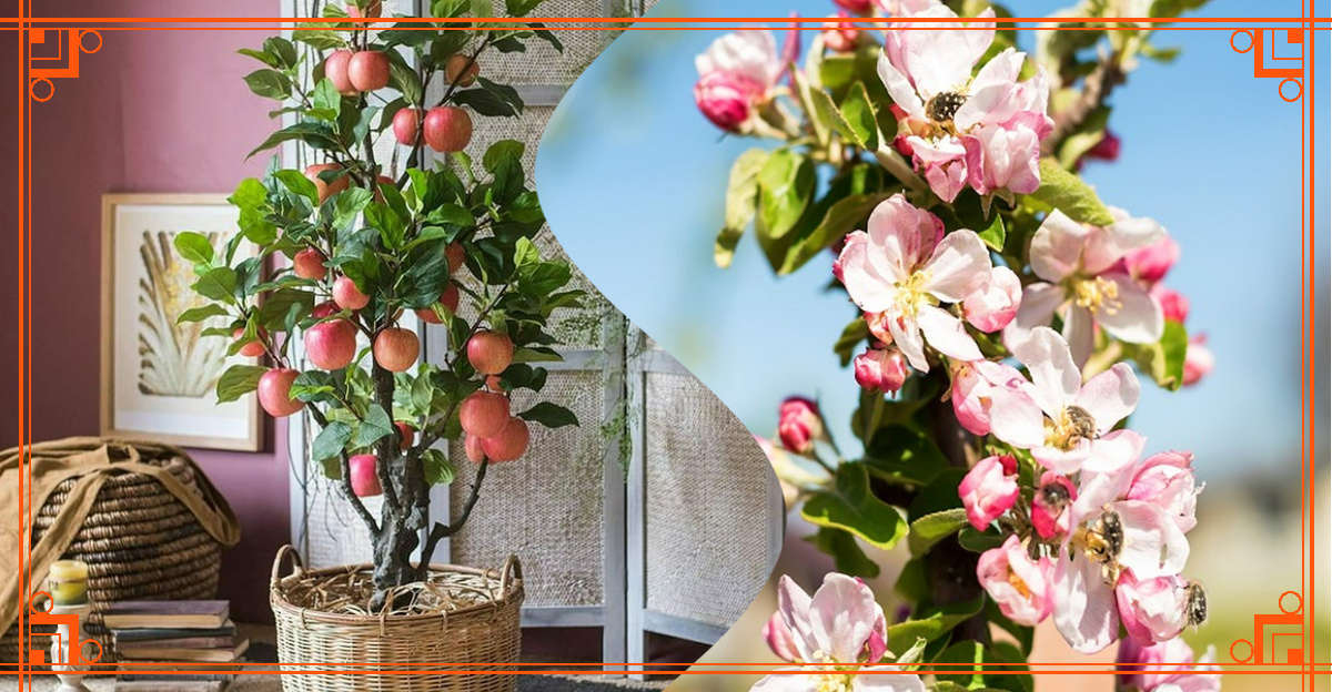 Фото из Интернета. Как ухаживать за колонновидной яблонью на лоджии