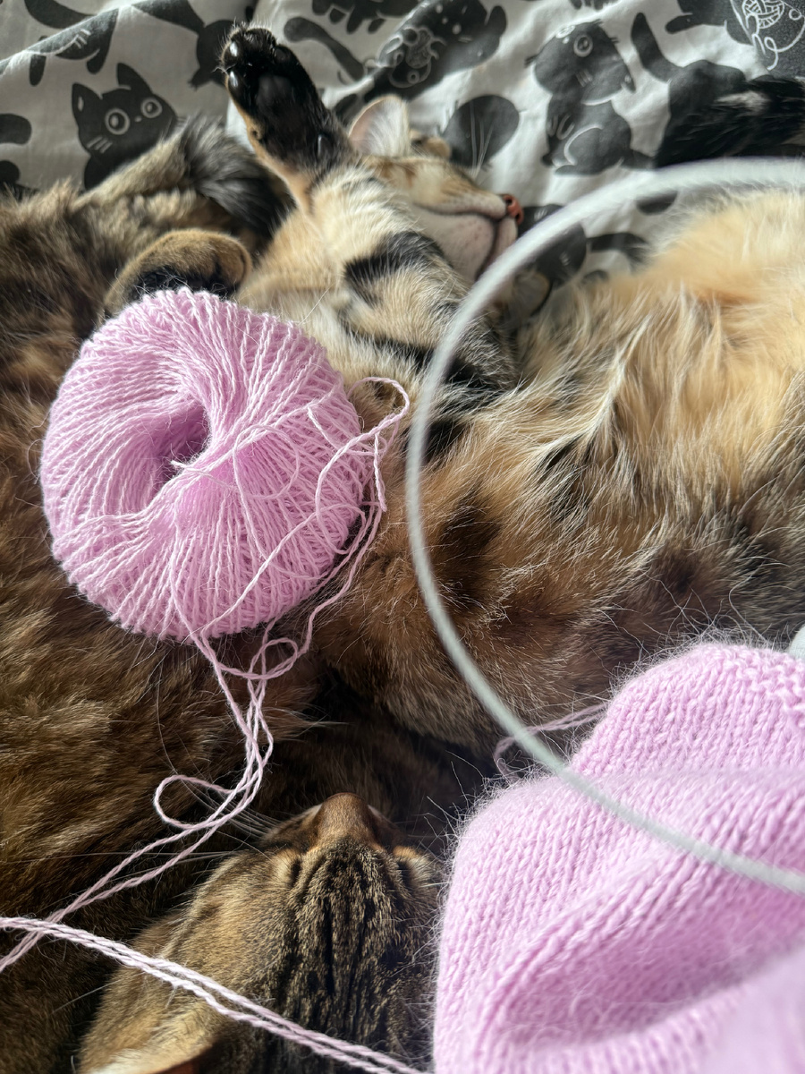 Будни выходного дня, вязание, котики и чашка кофе 