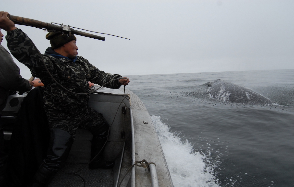 Добыча китов на Чукотке. Фото: Андрей Шапран / GeoPhoto