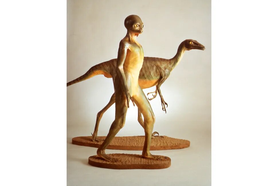 Реконструкция троодонтидного динозавра Stenonychosaurus inequalis за моделью динозавроида — мысленный эксперимент, предложенный палеонтологом Дейлом Расселом, который задавался вопросом, могли ли некоторые динозавры достичь разумности, если бы не вымерли в конце мелового периода.