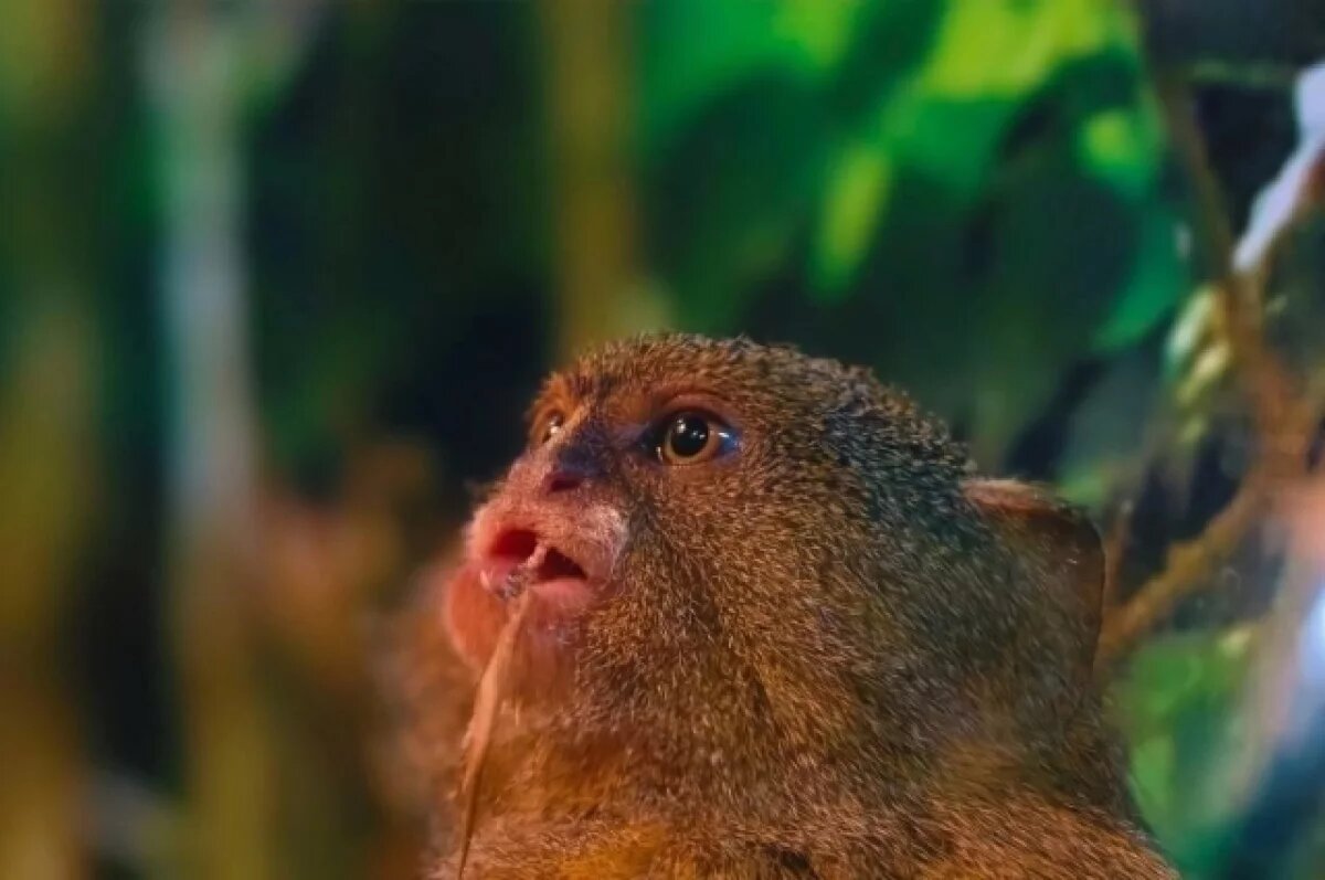    Тулякам рассказали про карликовых игрунок