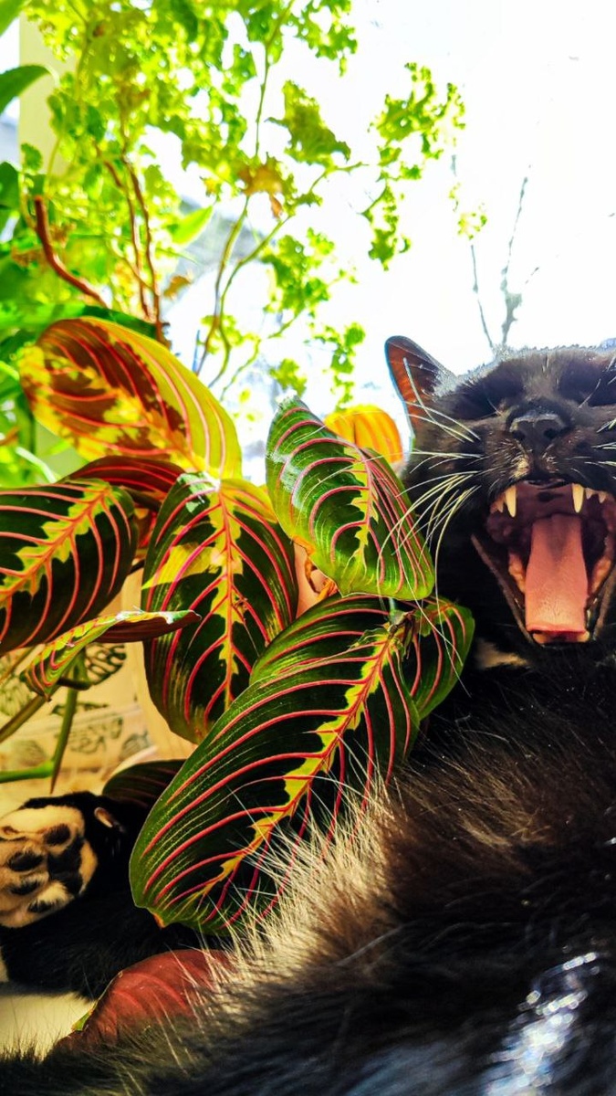 Барсик и маранта 2024 декабрь