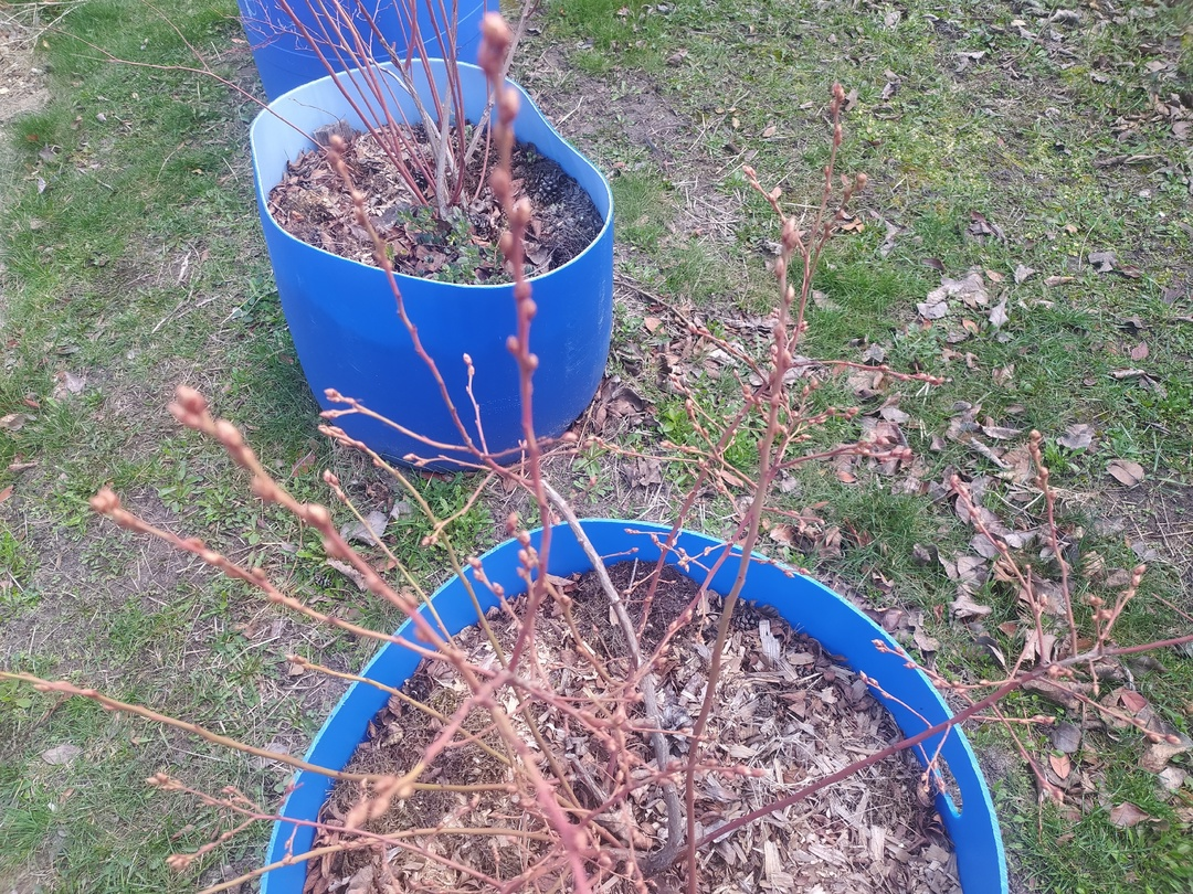 Голубика, третий сезон с момента посадки.