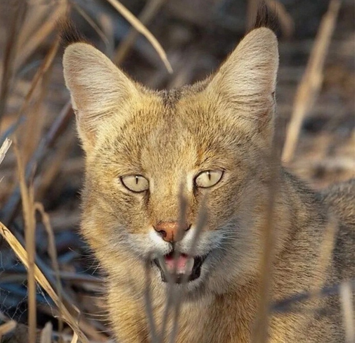 Камышовый кот. Фото из открытых источников. 