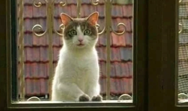 Умоляю, прошу. Открой!