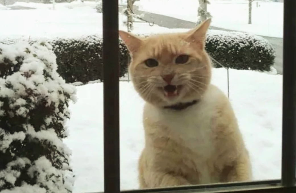 Хихикает про себя: Сейчас они мне поверят, а я все равно поступлю по-своему!