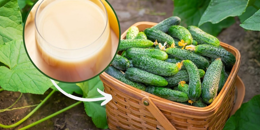 Новый способ сделать огурцы здоровыми и хрустящими. Органическая добавка для огурцов . Рецепт из Польши