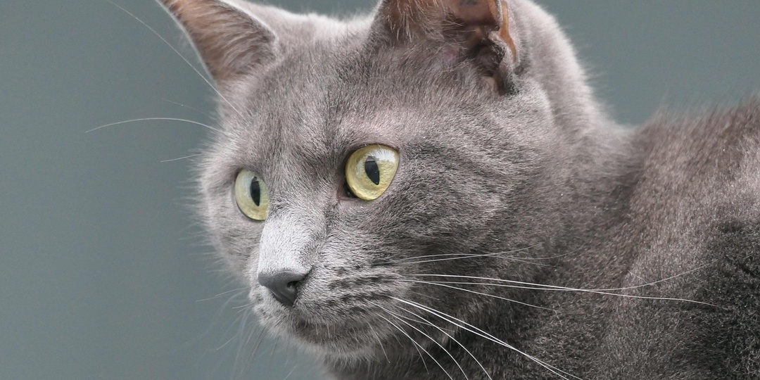 Поведение кошки, которое указывает хозяину на негатив в доме