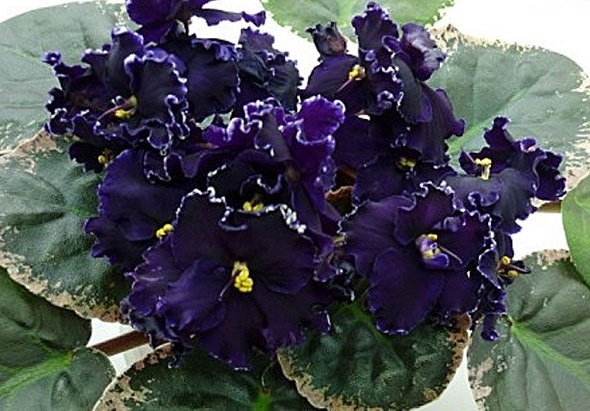 Saintpaulia ‘‘Аpache Midnight’