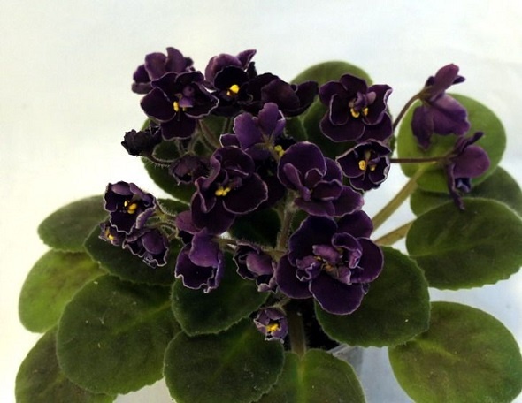 Saintpaulia ‘Mac’s Black Pearl’