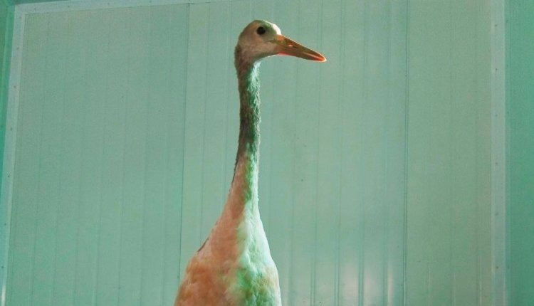 Источник новости: https://nia.eco/2025/03/25/99858/