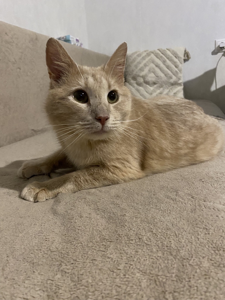 Фотография Абрикоса из дома, авторства новых  владельцев. Позже поставлю ссылку