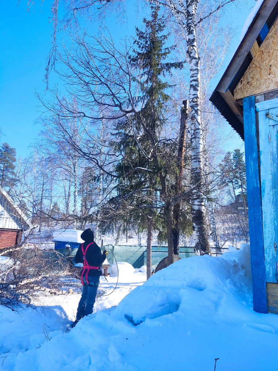 В полной готовности покорять березу )
