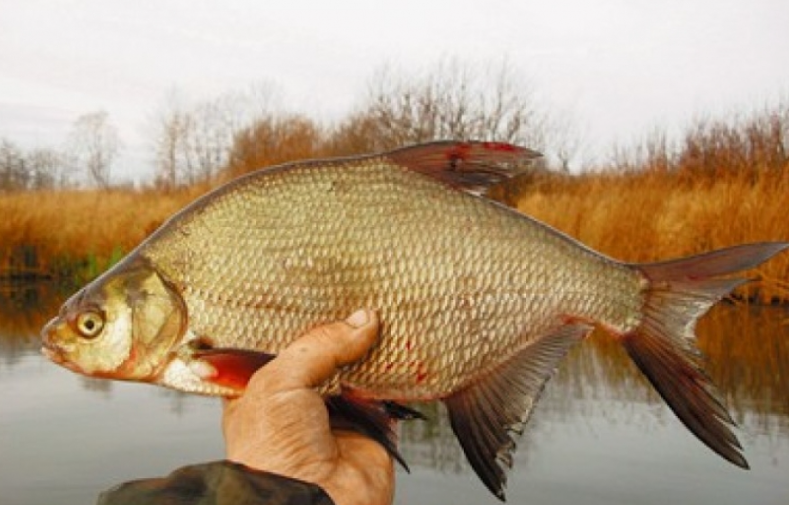 Лещ пойманный в апреле. Источник фото zapiski-ribaka.ru
