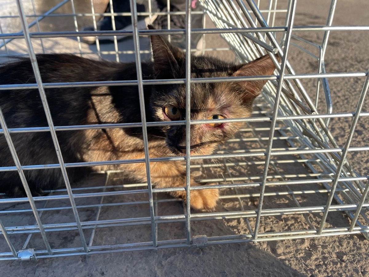 Трофей № 3. Мия.