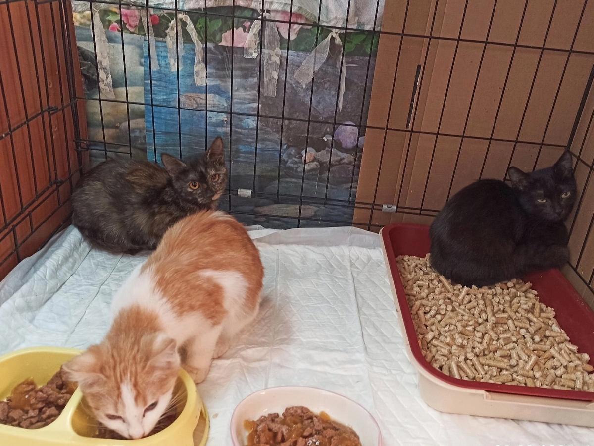 Семья снова воссоединяется на передержке