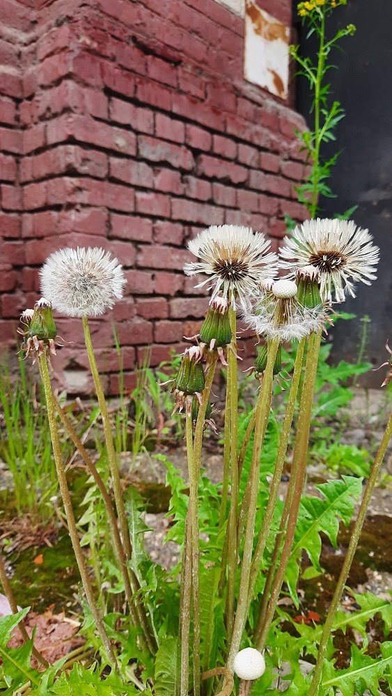 Летом у нас очень красиво.