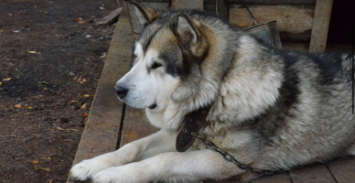 Фото: 1МІ. Приют для животных появится в Новосибирске