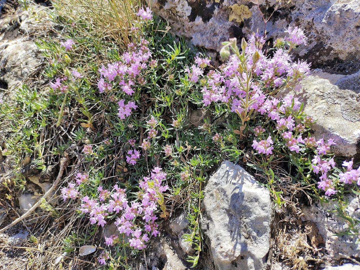 Как выглядит чабрец, фото в период цветения