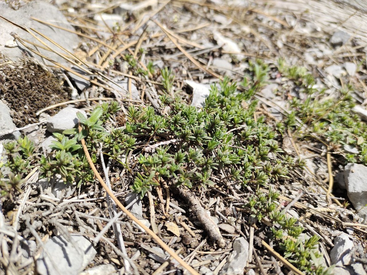 Чабрец: фото ранней весной