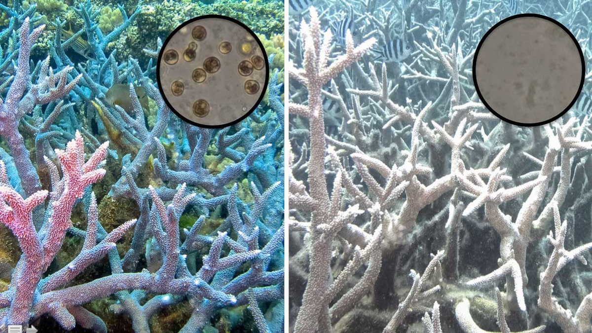 На фото наглядно видно, как “обесцвечивается кораллы” без жизненно важных для них водорослей зооксантелл.Кораллы и зооксантеллы: экосистема под водой